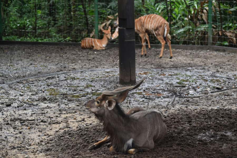 Bangkok Safari & Marine Park - Key points to know before you book