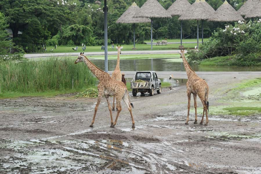 Bangkok Safari & Marine Park - The main attraction: a safari from inside your car