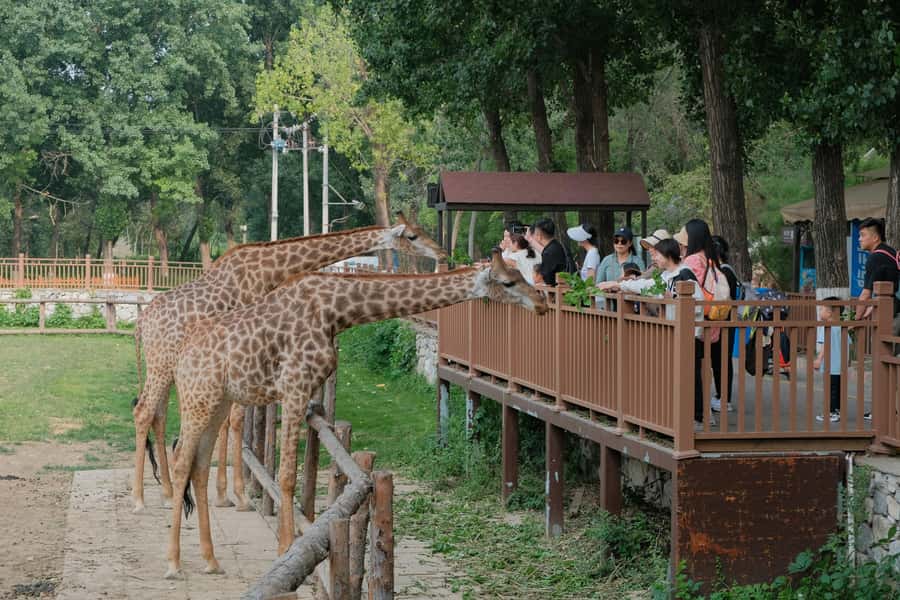 Bangkok Safari & Marine Park - Inside the park: animals, encounters, and children’s fun