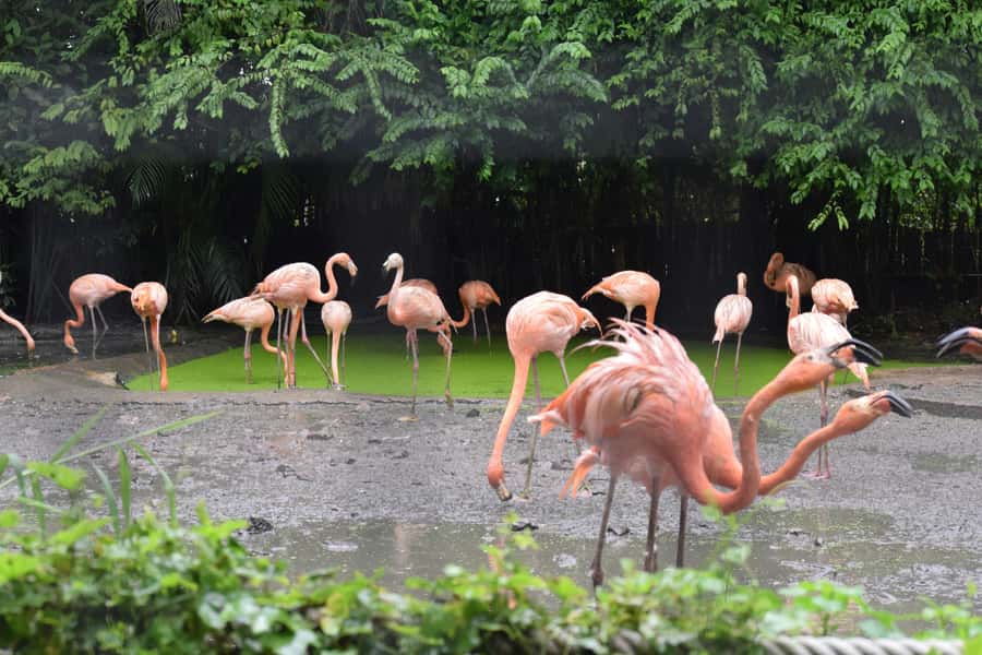 Bangkok Safari & Marine Park - The driver can make or break the day
