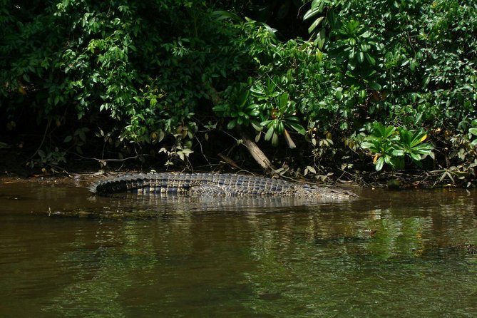 Bentota River Safari By BTM (Mangrove & Wildlife Encounter) - A quiet start on the Bentota River