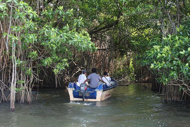Bentota River Safari By BTM (Mangrove & Wildlife Encounter) - Why an early morning departure may be best