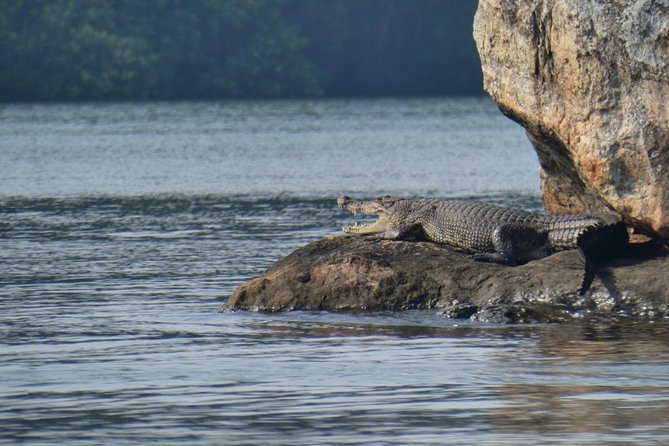 Bentota River Safari By BTM (Mangrove & Wildlife Encounter) - Who will enjoy this safari most