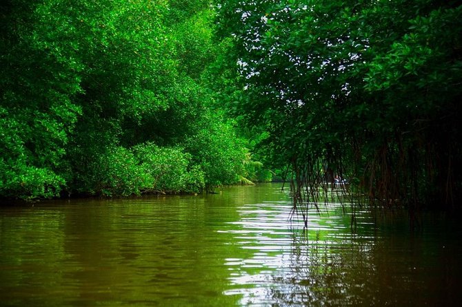 Bentota River Safari By BTM (Mangrove & Wildlife Encounter) - Should you book the Bentota River Safari?