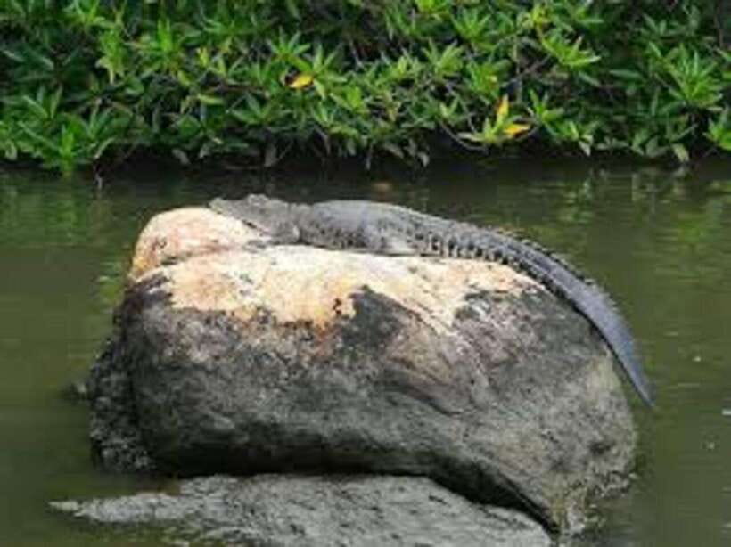 Bentota: River Safari with Hotel Pickup and Drop-Off - Mangroves, shade, and the sounds of wildlife