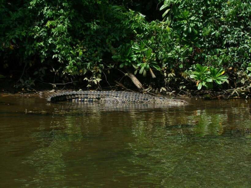 Bentota River Safari with Mangrove and Wildlife Encounter - The animals you have the best chance of seeing