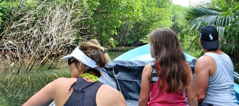 Bentota River Safari with Mangrove and Wildlife Encounter - The guide makes or breaks the cruise