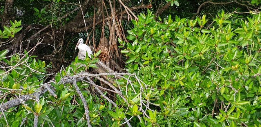 Bentota River Safari with Mangrove and Wildlife Encounter - Is $20 good value for two hours?