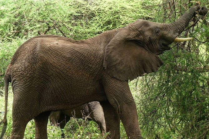 Best 3 days Tanzania shared Safari Tarangire Ngorororo Manyara - What the $1,000 Price Includes