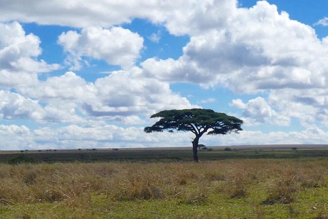 Best 3 days Tanzania shared Safari Tarangire Ngorororo Manyara - Camping, Food, and Daily Comfort