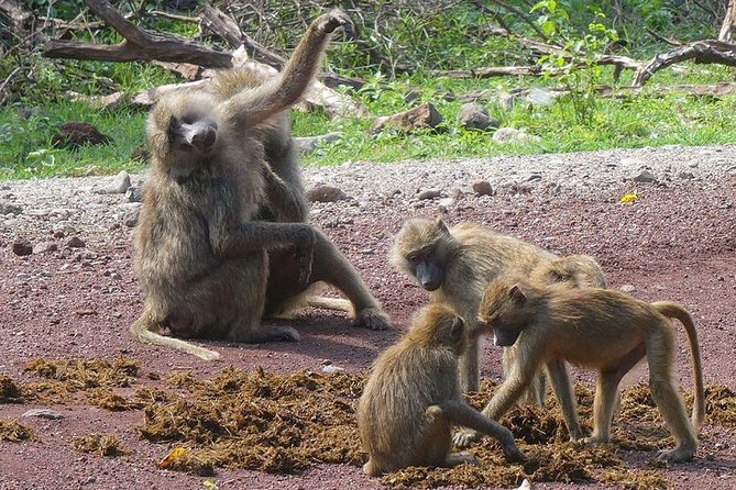 Best 3 days Tanzania shared Safari Tarangire Ngorororo Manyara - The Shared Vehicle and Group Experience