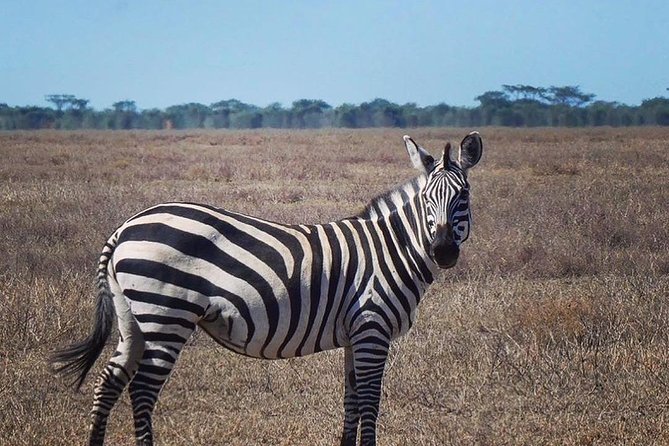 Best 3 days Tanzania shared Safari Tarangire Ngorororo Manyara - What the Feedback Suggests About Service