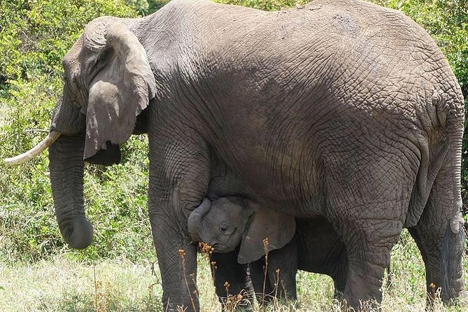 Best 3 days Tanzania shared Safari Tarangire Ngorororo Manyara - Day Two: Ngorongoro Crater and the Best Wildlife Odds