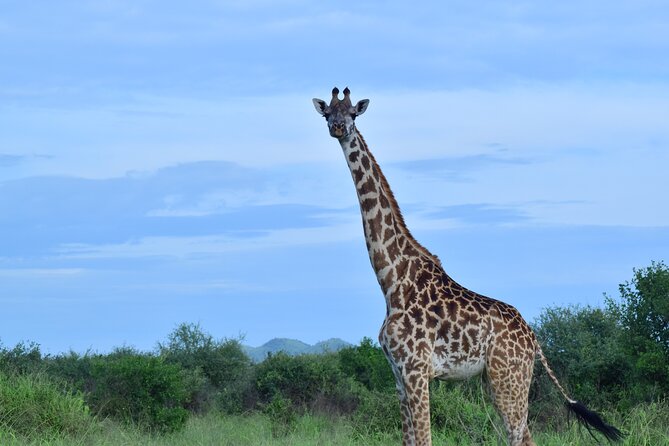Best 5 days Tanzania midrange group joining safari tour - Day 5: Lake Manyara before returning to Arusha