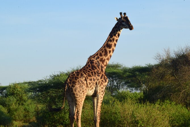 Best 5 days Tanzania midrange group joining safari tour - Shared safari benefits and tradeoffs