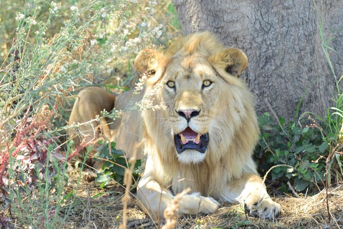 Best 5 Days Tanzania Private Luxury Safari with luxury Lodges - What this five-day safari is really offering
