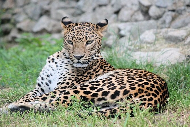 Best 5 Days Tanzania Private Luxury Safari with luxury Lodges - Day 3: A full day in Central Serengeti