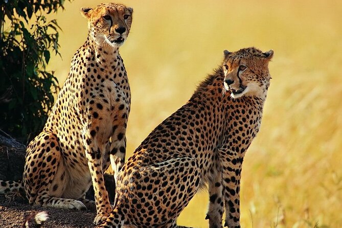 Best 5 Days Tanzania Private Luxury Safari with luxury Lodges - What the $3,174 price may or may not cover