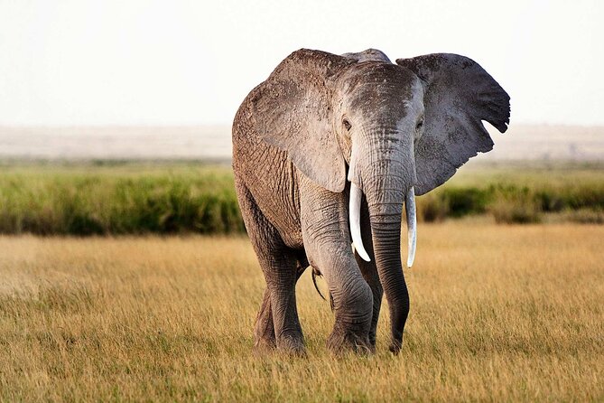 Best 5 Days Tanzania Private Luxury Safari with luxury Lodges - Who will like this private safari