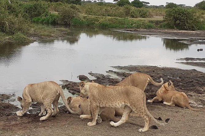 Best of Tanzania 5days 4nights safari - Four parks, one quick northern Tanzania route