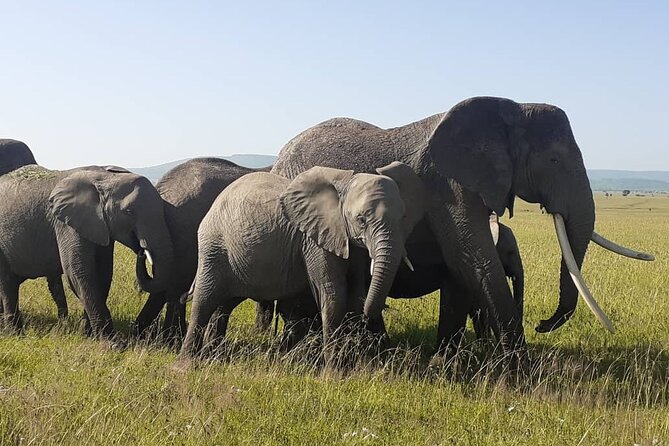 Best of Tanzania 5days 4nights safari - Day one: elephants and baobabs in Tarangire