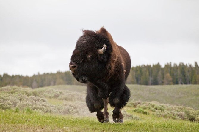 Best of Yellowstone - Guided National Park Safari Tour - Grand Loop Road and the Continental Divide