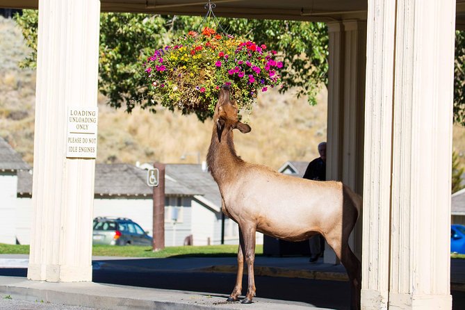 Best of Yellowstone - Guided National Park Safari Tour - The Grand Canyon of the Yellowstone
