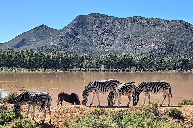 Big 5 Aquila Safari Full Day Tour and Lunch - Big Five sightings and the managed setting