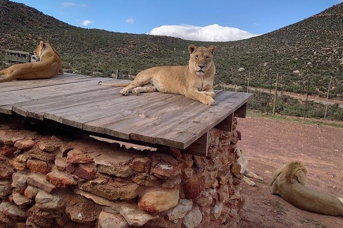 Big 5 Aquila Safari Full Day Tour and Lunch - Buffet lunch and the useful pause in the day