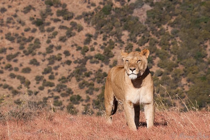 Big 5 Aquila Safari Full Day Tour and Lunch - The real price, including Aquila’s separate fee