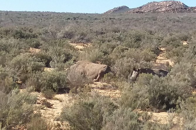 Big 5 Full Day Safari Aquila Lunch plus Breakfast From Cape Town - Breakfast before the safari drive