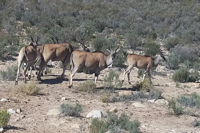 Big 5 Full Day Safari Aquila Lunch plus Breakfast From Cape Town - What to expect on the 2.5-hour Aquila game drive