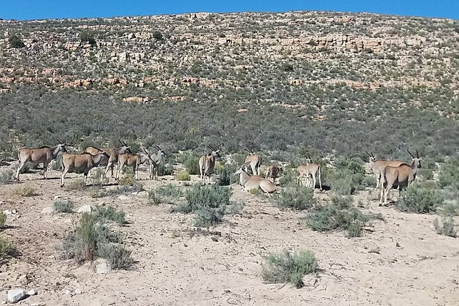 Big 5 Full Day Safari Aquila Lunch plus Breakfast From Cape Town - The private reserve question