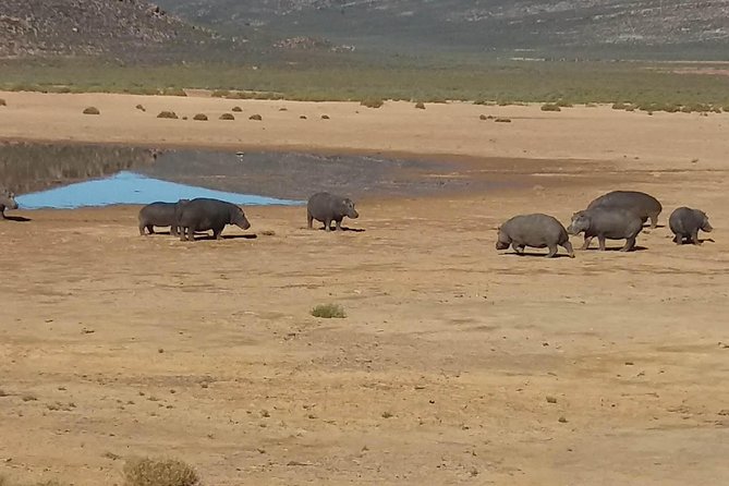Big 5 Full Day Safari Aquila Lunch plus Breakfast From Cape Town - Group size, guide service, and comfort