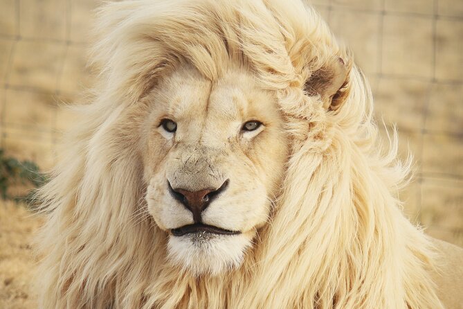 Big 5 Safari Aquila Full Day Private Return From Cape Town - Key points to know before booking