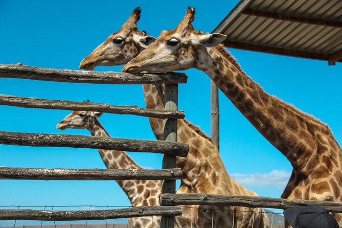 Big 5 Safari Aquila Full Day Private Return From Cape Town - Aquila makes a Cape Town safari possible in one long day