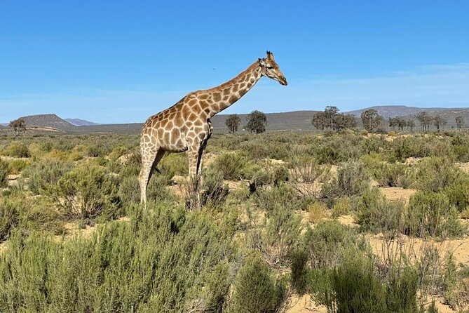 Big 5 Safari Aquila Full Day Private Return From Cape Town - Is the $274.16 price good value?