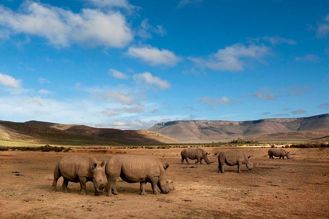 Big 5 Safari One Day Tour - Why Aquila works for a Cape Town safari