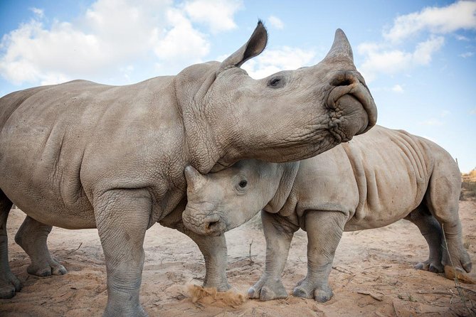 Big 5 Safari One Day Tour - What the safari can and cannot deliver