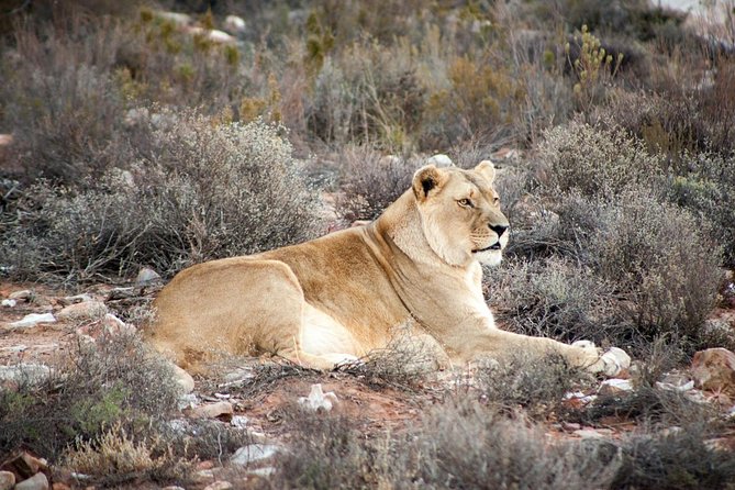 Big 5 Safari One Day Tour - Is $227.99 good value?