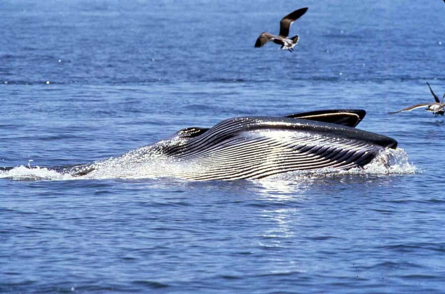 Big 5 Sea Safari Boat Ride of Gansbaai or Walker Bay - Key points to know before you go