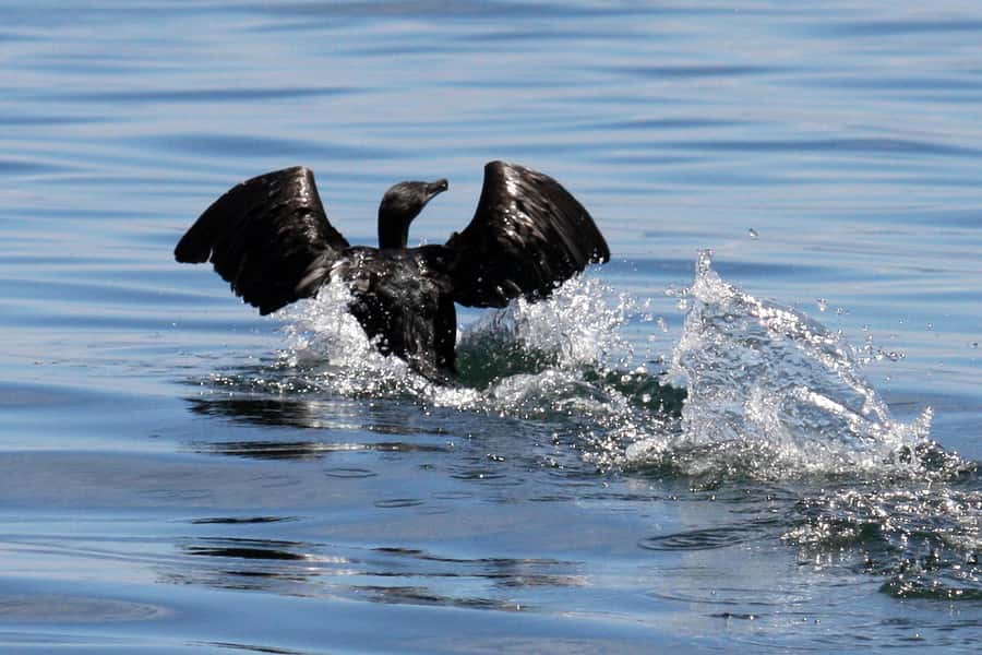 Big 5 Sea Safari Boat Ride of Gansbaai or Walker Bay - Booking flexibility and practical details