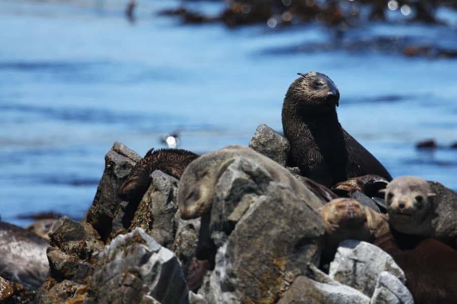 Big 5 Sea Safari Boat Ride of Gansbaai or Walker Bay - Leaving Gansbaai Harbor for the open bay