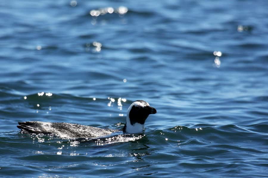Big 5 Sea Safari Boat Ride of Gansbaai or Walker Bay - De Kelders, De Platt Beach, and the changing coast
