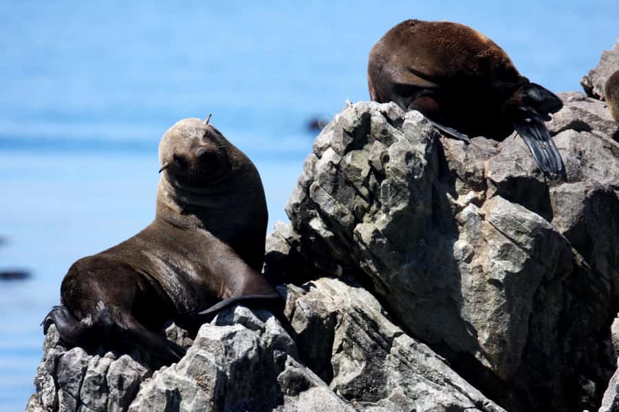 Big 5 Sea Safari Boat Ride of Gansbaai or Walker Bay - Danger Point and the search for Bryde’s whales