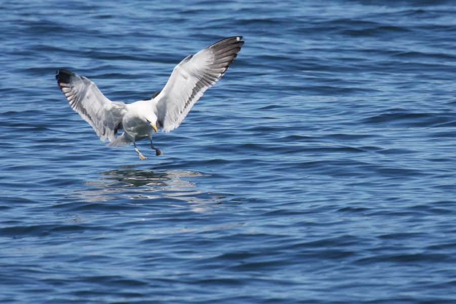 Big 5 Sea Safari Boat Ride of Gansbaai or Walker Bay - What the marine biologist and skipper add