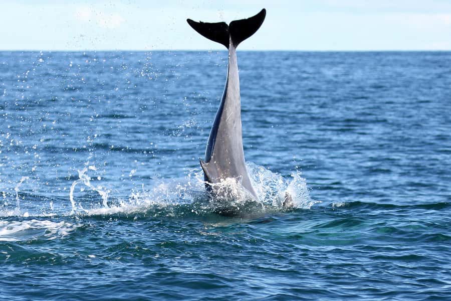 Big 5 Sea Safari Boat Ride of Gansbaai or Walker Bay - Seasonal whale expectations and a useful warning