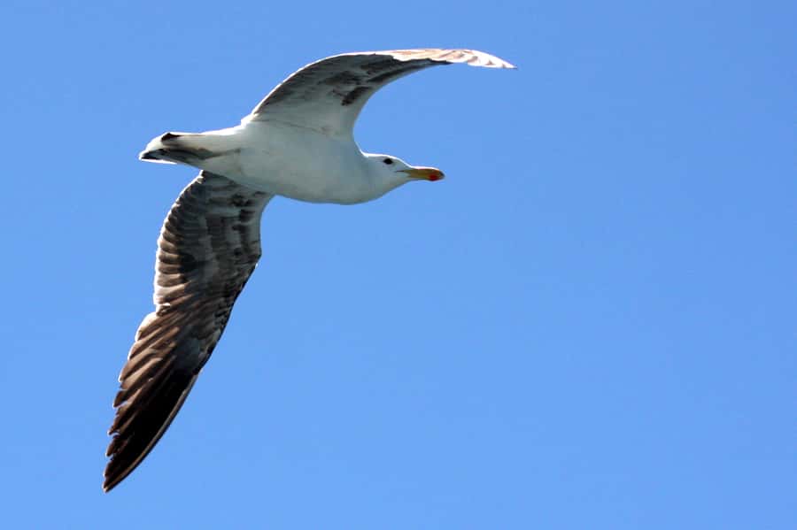 Big 5 Sea Safari Boat Ride of Gansbaai or Walker Bay - Is the $109 price fair?