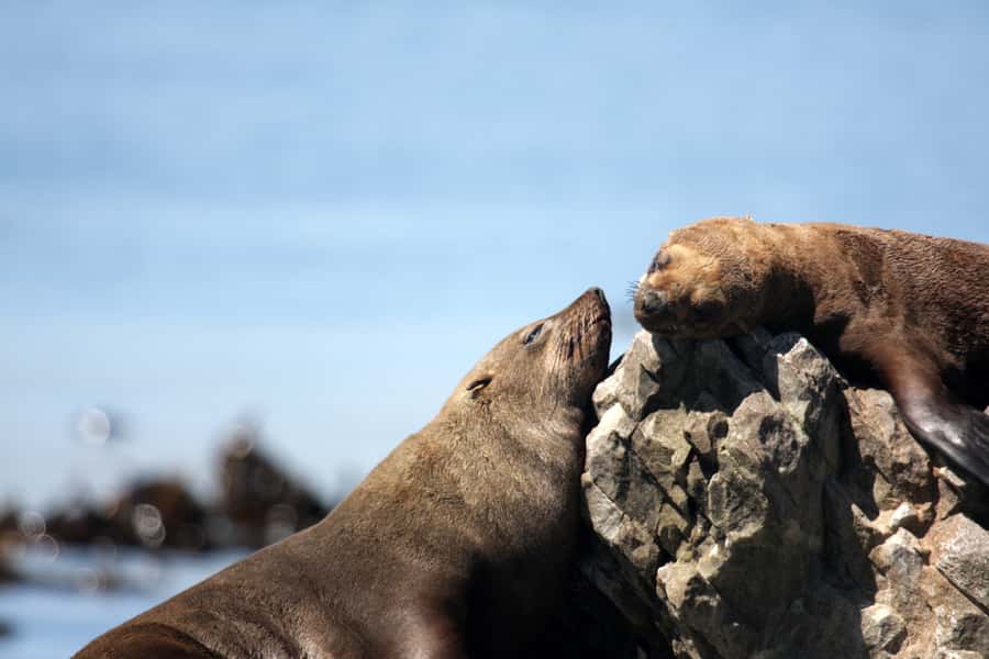 Big 5 Sea Safari Boat Ride of Gansbaai or Walker Bay - Who will enjoy this boat ride most?