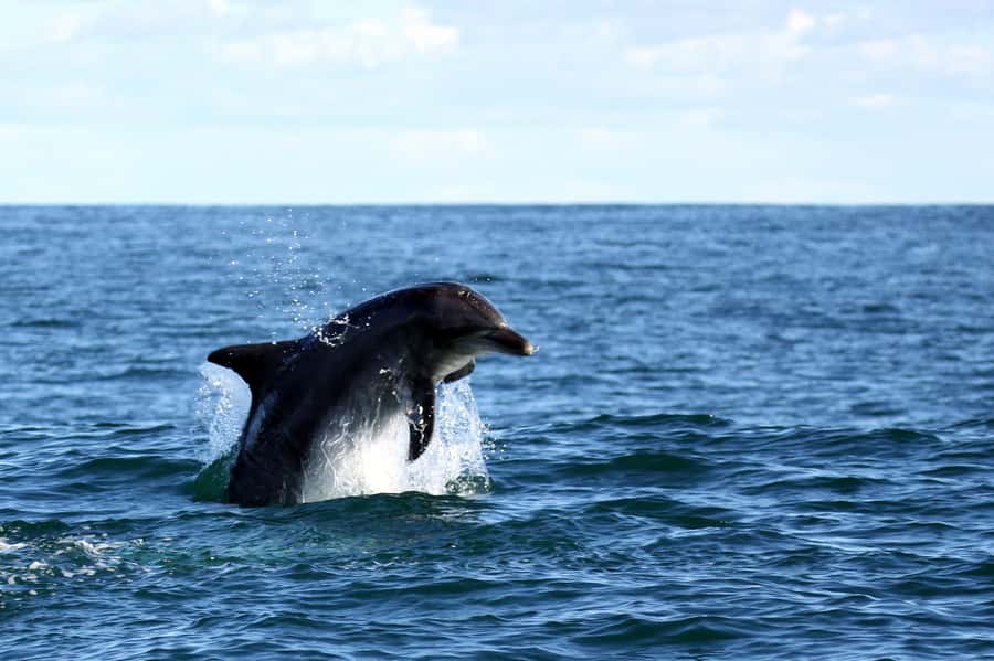 Big 5 Sea Safari Boat Ride of Gansbaai or Walker Bay - Searching Walker Bay for the Big 5
